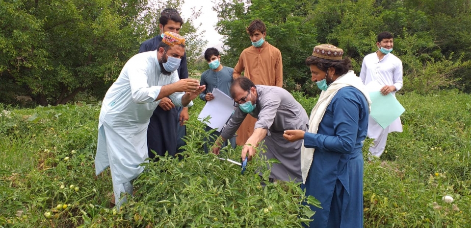 Farmer field schools revitalizing a fragile region in Pakistan in times of COVID-19